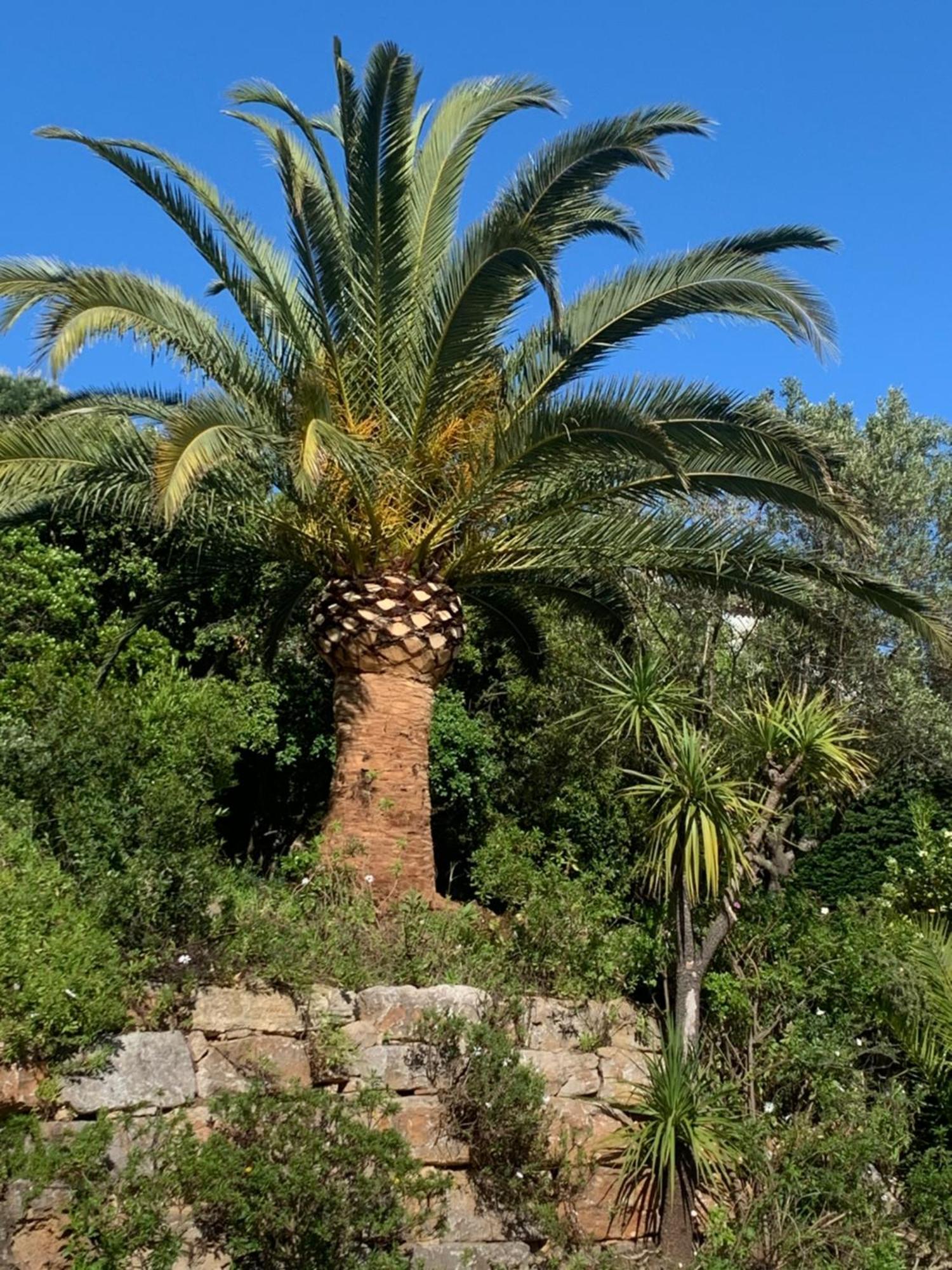 Paradis Provencal Sainte-Maxime Exterior photo